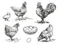 Chicken - set of farm animals poultry illustration, black and white drawings of hen, rooster, chick and egg Royalty Free Stock Photo