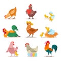 Chicken set. Farm chick, hen and rooster in various poses. Happy christmas chicken. Funny domestic birds vector cartoon
