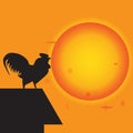 Chicken sing at sunrise