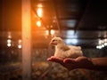 Chicken sit on the hand with yellow light