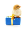 A chicken sitting on a gift