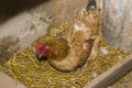A chicken sitting on her eggs in her nest