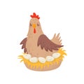 Chicken sitting in nest with eggs. Domestic fowl. Poultry farming theme. Flat vector for advertising poster or banner