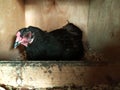 The chicken is sitting on the nose. Eggs. Photo from a mobile phone. Agriculture. The chicken is black