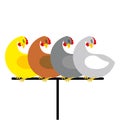 Chicken sitting on perch. Birds at farm are sitting on Bird perc Royalty Free Stock Photo