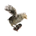 Chicken on skateboard against white background Royalty Free Stock Photo