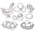 Chicken sketch. Healthy natural farm eggs. Vintage hand drawn hen bird, little chick nest. Isolated rustic products Royalty Free Stock Photo