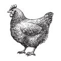 Chicken sketch vector