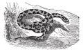 Chicken Snake or Rat Snake or Elaphe sp. or Pituophis melanoleucus vintage engraving Royalty Free Stock Photo