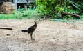 Chicken on soil floor on soft focus blur background