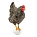 A chicken standing on egg isolated on white background Royalty Free Stock Photo
