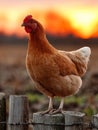 Chicken standing on a fence post at sunrise. Royalty Free Stock Photo