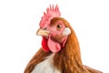 A chicken is standing in front of a white background, created by Generative AI Royalty Free Stock Photo