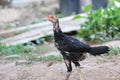 Chicken standing on the ground in the chicken farm. Royalty Free Stock Photo