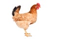 Chicken standing isolated Royalty Free Stock Photo