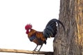 Chicken standing on a log on big tree isolated on white background. Royalty Free Stock Photo