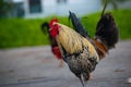 Chicken standing and looking around Royalty Free Stock Photo