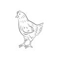 Chicken standing side view, hand drawn illustration Royalty Free Stock Photo