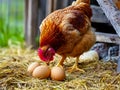A chicken standing on top of a pile of hay next to a bunch of eggs Royalty Free Stock Photo