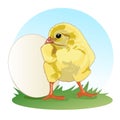 Chicken stands in front of the whole egg. Little fluffy chick. Vector. Royalty Free Stock Photo