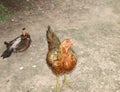 Chicken stands on the ground. Royalty Free Stock Photo