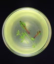 Chicken stock in a transparent glass on black background. Chicken stock served with fresh colourful herbs. Chicken broth view fro