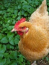 Chicken Strut Closeup Portrait Royalty Free Stock Photo