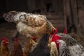 chicken sunset, flock, hens having lunch , Free-range chicken on an organic farm organic Royalty Free Stock Photo