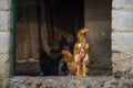 chicken sunset, flock, hens having lunch , Free-range chicken on an organic farm organic Royalty Free Stock Photo