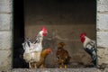 chicken sunset, flock, hens having lunch , Free-range chicken on an organic farm organic Royalty Free Stock Photo