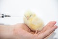 Chicken and syringe. Vaccination of chickens . Chicken on a white background. The young hen. Treatment. The health of cattle