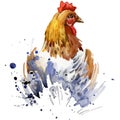 Chicken T-shirt graphics, breeding hens illustration with splash watercolor textured background. illustration watercolor breeding Royalty Free Stock Photo