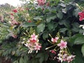 chicken taik flower garden in the front yard