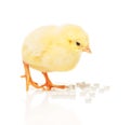 Chicken takes pill from pile of white heart shape tablets Royalty Free Stock Photo