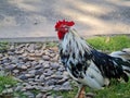 Chicken Thai Bantam