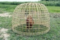 Chicken in Thai traditional bamboo cage Royalty Free Stock Photo