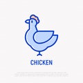 Chicken thin line icon. Vector illustration.