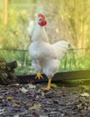 White rooster walking in field  farm Royalty Free Stock Photo