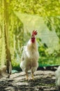 White rooster walking in field  farm Royalty Free Stock Photo