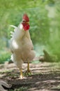 White rooster walking in field farm. Concept bird farm Royalty Free Stock Photo