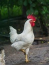 White rooster walking in field farm on a sunny summer day Royalty Free Stock Photo