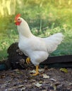 White rooster walking in field farm. White rooster outdoor Royalty Free Stock Photo