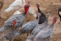 Chicken and Turkey bird farming.Turkey organic home farm.The Midget White Turkey Perfect Homestead. big fat turkey in the farm