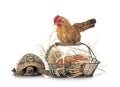 chicken and turtle