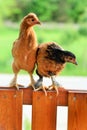 Chicken Royalty Free Stock Photo