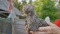 Chicken is an unusual breed in the hand of a woman. Hybrid breed of chicken. Village. Rural landscape.