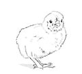 Chicken Vector black and white