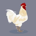 Chicken vector. Royalty Free Stock Photo