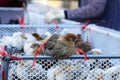 Chicken at the village market of Shaxi, Yunnan, China