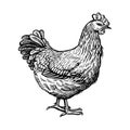 Chicken vector illustration. Farm hen, vintage sketch. Royalty Free Stock Photo